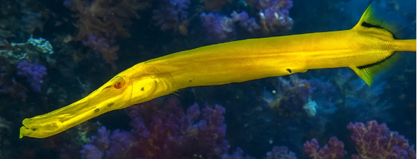 Trumpetfish (Aulostomus maculatus) Trompetvis geel yellow Curacao