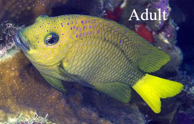 Koraaljuweel / Yellowfin damselfish Natuur Nature  koraal coral underwater coral reef koraalrif Duiken diving Snorkelen snorkeling Aruba Bonaire Curacao ABC eilanden Islands Nederlandse Antillen Dutch Antilles caribbean reef fish tropische vissen