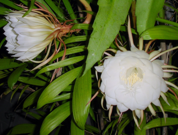 Princess of the night (Epiphyllum oxypetalum) De Koningin van de nacht Dama die AnochiCactus Curacao Aruba Bonaire