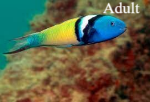 Blauwkop lipvis / Bluehead Wrasse Natuur Nature  koraal coral underwater coral reef koraalrif Duiken diving Snorkelen snorkeling Aruba Bonaire Curacao ABC eilanden Islands Nederlandse Antillen Dutch Antilles caribbean reef fish tropische vissen