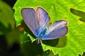 Leptotes cassius