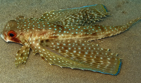 Flying Gurnard ((Dactylopterus volitans) Curacao Bonaire Aruba vliegende poon zoekend naar voedsel op de zeebodem