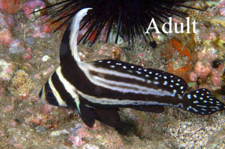 Gevlekte riddervis / spotted Drumfish Equetus punctatus Natuur Nature  koraal coral underwater coral reef koraalrif Duiken diving Snorkelen snorkeling Aruba Bonaire Curacao ABC eilanden Islands Nederlandse Antillen Dutch Antilles caribbean reef fish tropi