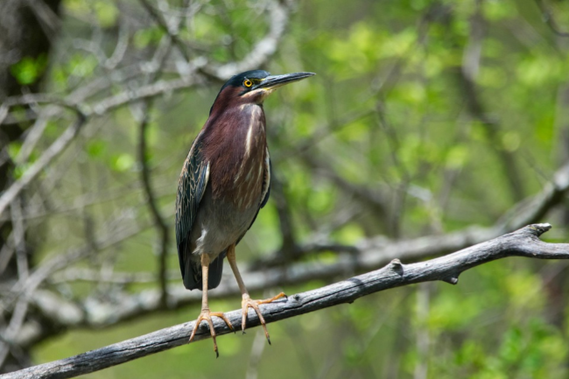 Green Heron (Butorides virescens) GROENE REIGER curacao bonaire aruba
