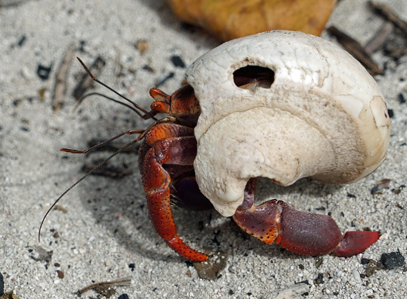 krabben en kreeften hermietkreeft Natuur Nature koraal coral underwater coral reef koraalrif Duiken diving Snorkelen snorkeling Aruba Bonaire Curacao ABC eilanden Islands Nederlandse Antillen Dutch Antilles caribbean reef fish tropische vissen