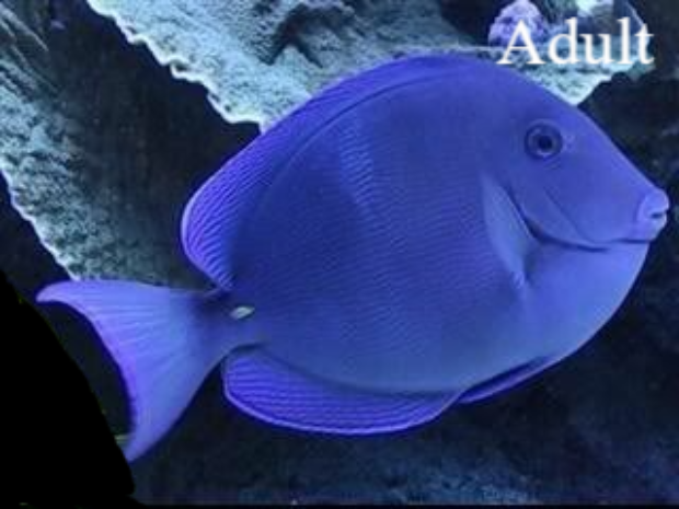 Blauwe doktersvis / Blue Tang / SurgeonfishNatuur Nature  koraal coral underwater coral reef koraalrif Duiken diving Snorkelen snorkeling Aruba Bonaire Curacao ABC eilanden Islands Nederlandse Antillen Dutch Antilles caribbean reef fish tropische vissen
