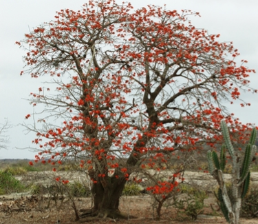 Bonchi di Kabai / Coral Tree/ Erythrina velutina curacao