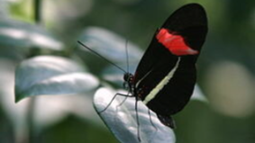 Red postman Heliconius Erato