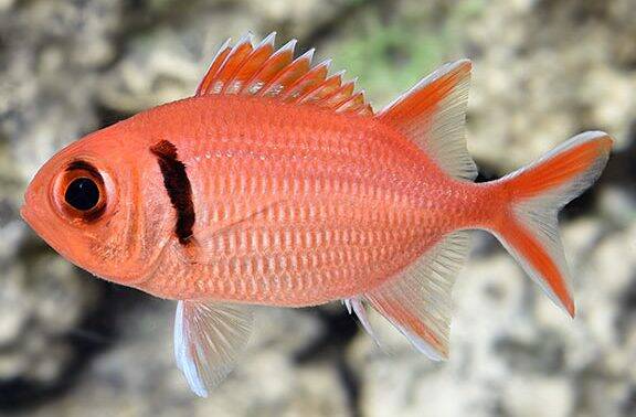 Blackbar soldierfish Myripristis jacobusNatuur Nature  koraal coral underwater coral reef koraalrif Duiken diving Snorkelen snorkeling Aruba Bonaire Curacao ABC eilanden Islands Nederlandse Antillen Dutch Antilles caribbean reef fish tropische vissen
