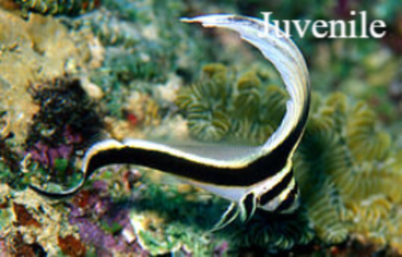 Gevlekte riddervis / spotted Drumfish Equetus punctatus Natuur Nature  koraal coral underwater coral reef koraalrif Duiken diving Snorkelen snorkeling Aruba Bonaire Curacao ABC eilanden Islands Nederlandse Antillen Dutch Antilles caribbean reef fish tropi