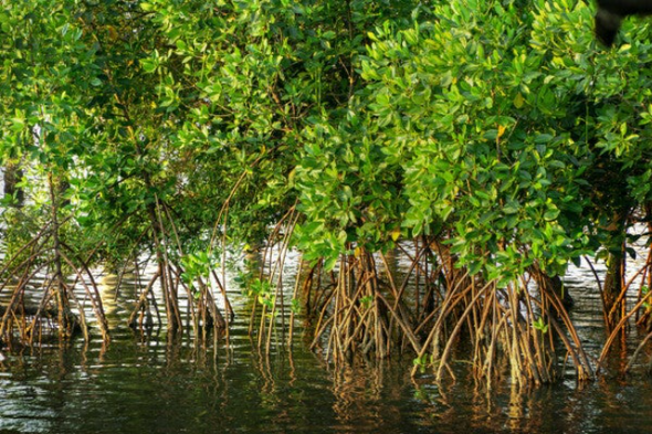 White Mangrove (Laguncularia racemosa) curacao
