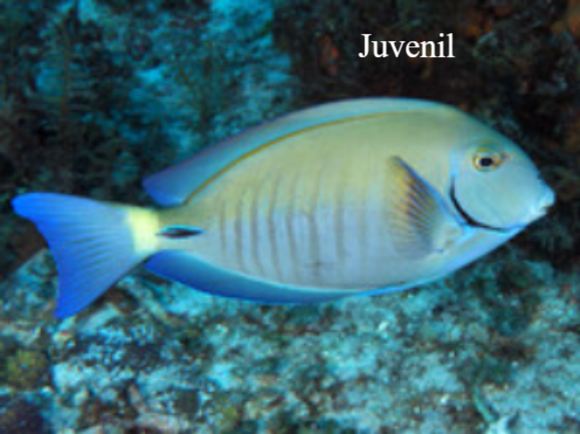 Docterfish Natuur Nature  koraal coral underwater coral reef koraalrif Duiken diving Snorkelen snorkeling Aruba Bonaire Curacao ABC eilanden Islands Nederlandse Antillen Dutch Antilles caribbean reef fish tropische vissen