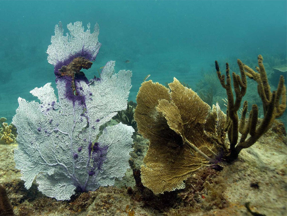 Sea fan (Eunicella verrucosa)
