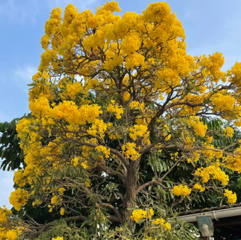 boom Kibra Hacha / Tabebuia (Tabebuia aurea) Curacao