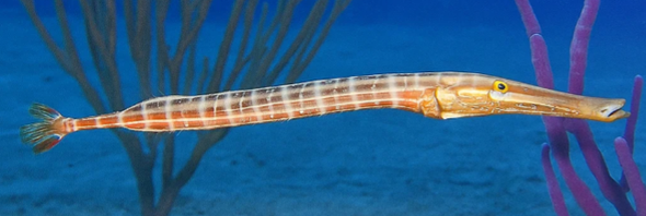Trumpetfish (Aulostomus maculatus) Trompetvis Grijs Curacao