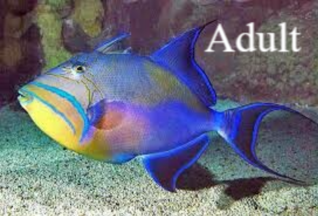 Curacao Triggerfish (Balistidae family) volwassen