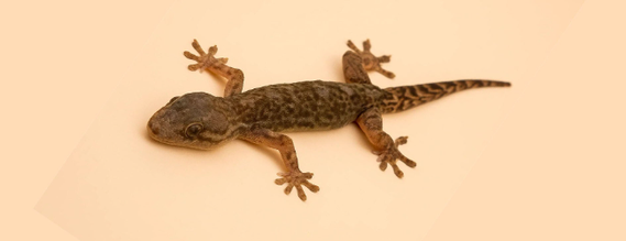 Turnip-tailed gecko (Thecadactylus rapicauda) Pega Pega Grandi
