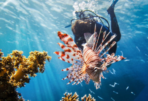 Jagen op Lionfish Koraalduivel op Curacao