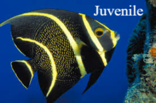 Angel fish keizersvis Aruba Bonaire Curacao ABC eilanden Islands Nederlandse Antillen Dutch Antilles Caribisch caribbean