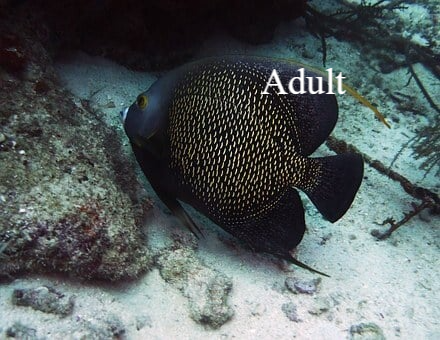  Angelfish Aruba Bonaire Curacao ABC eilanden Islands Nederlandse Antillen Dutch Antilles Caribisch caribbeanangelfish keizersvis
