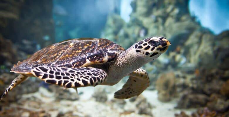 zeeschildpad Natuur Nature koraal coral underwater coral reef koraalrif Duiken diving Snorkelen snorkeling Aruba Bonaire Curacao ABC eilanden Islands Nederlandse Antillen Dutch Antilles caribbean reef fish tropische vissen