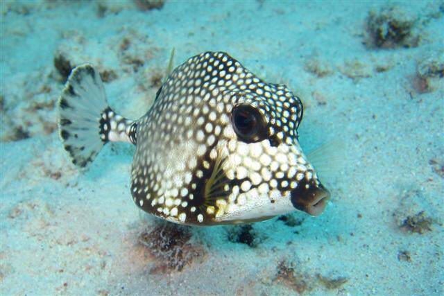 Koffervis / Trunk fish Ostraciidae Natuur Nature koraal coral underwater coral reef koraalrif Duiken diving Snorkelen snorkeling Aruba Bonaire Curacao ABC eilanden Islands Nederlandse Antillen Dutch Antilles caribbean reef fish tropische vissen