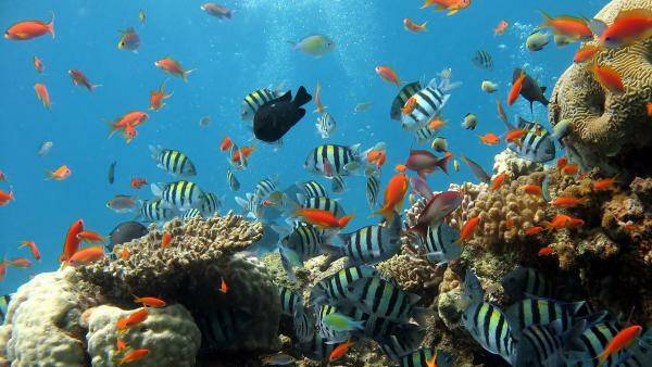 Natuur Nature  koraal coral underwater coral reef koraalrif Duiken diving Snorkelen snorkeling Aruba Bonaire Curacao ABC eilanden Islands Nederlandse Antillen Dutch Antilles caribbean reef fish tropische vissen