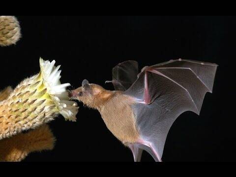 Aruba Bonaire Curacao ABC eilanden Islands Nederlandse Antillen Dutch Antilles Caribisch caribbeanNectar etende VleermuizenLangtongvleermuis / Miller's Long-tongued Bat Glossophaga longirostrislangsnuitvleermuis/Long-nosed Bat Leptonycteris curasoae