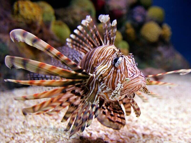 Lionfish (Pterois volitans) Koraalduivel Curacao