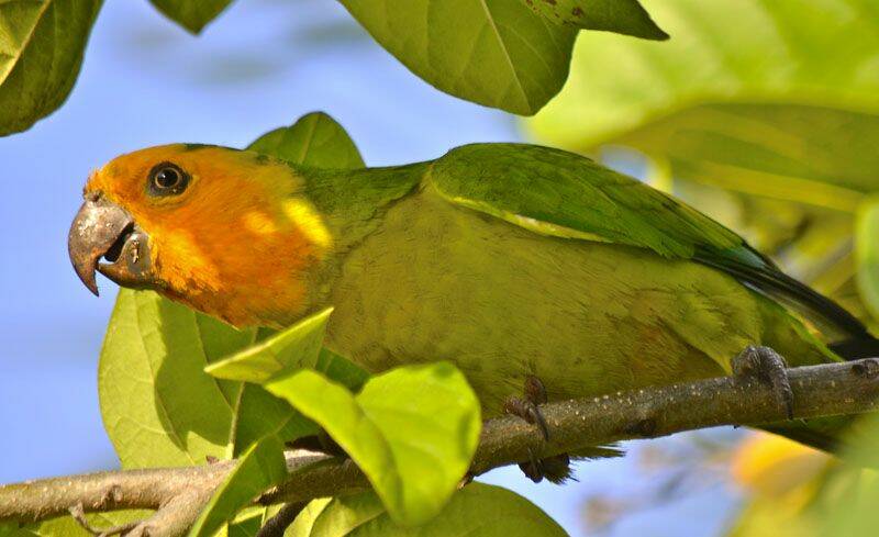 Lora/Geelvleugelamazone/Yellow-shouldered amazon Amazona barbadensis rothchildi Natuur Nature vogels birds Aruba Bonaire Curacao ABC eilanden Islands Nederlandse Antillen Dutch Antilles