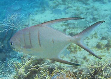 Palometa Natuur Nature  koraal coral underwater coral reef koraalrif Duiken diving Snorkelen snorkeling Aruba Bonaire Curacao ABC eilanden Islands Nederlandse Antillen Dutch Antilles caribbean reef fish tropische vissen