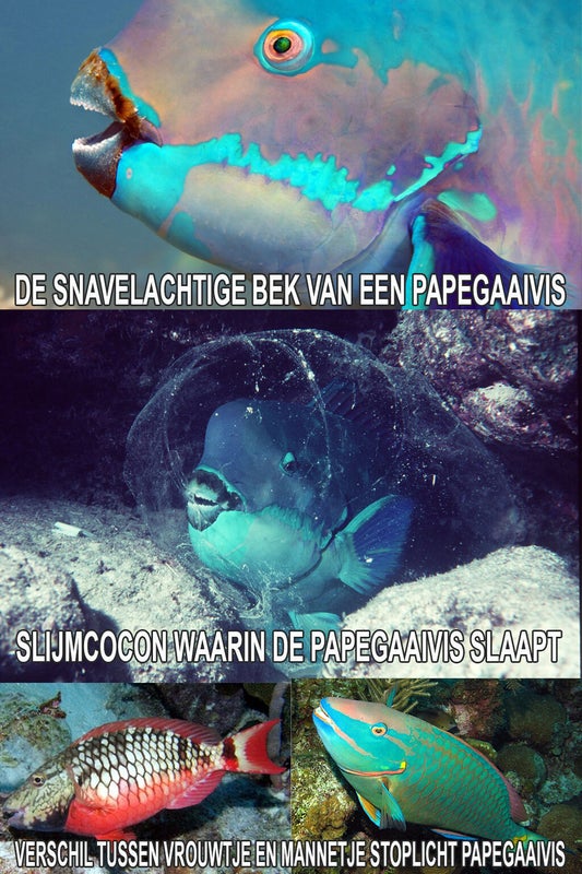Papegaaivis Curacao aruba Bonaire de snavelachtige bek van een papaegaaivis,slijmcocon papegaaivis