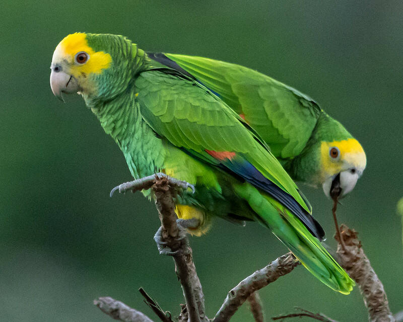 Prikichi/maïsparkiet/brown-throated parakeet Eupsittula pertinaxNatuur Nature vogels birds Aruba Bonaire Curacao ABC eilanden Islands Nederlandse Antillen Dutch Antilles