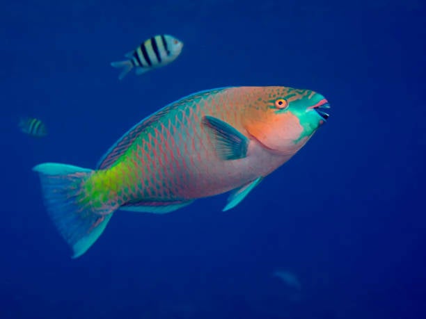 papaegaaivis parrot fish