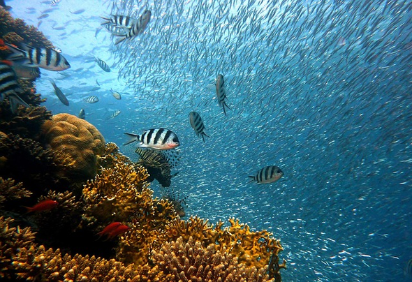 DE adembeemende schoonheid van de onderwaterwereld van The nature of Aruba, Bonaire, and Curaçao is largely found beneath the surface of theMarine Life/ De betoverende onderwaterwereld/ duik in de magische onderwaterwereld van Diving Curacao Bonaire Aruba