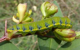 Phoebis sennae