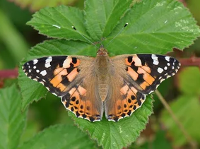 Distel vlinder / painted lady Vanessa cardui