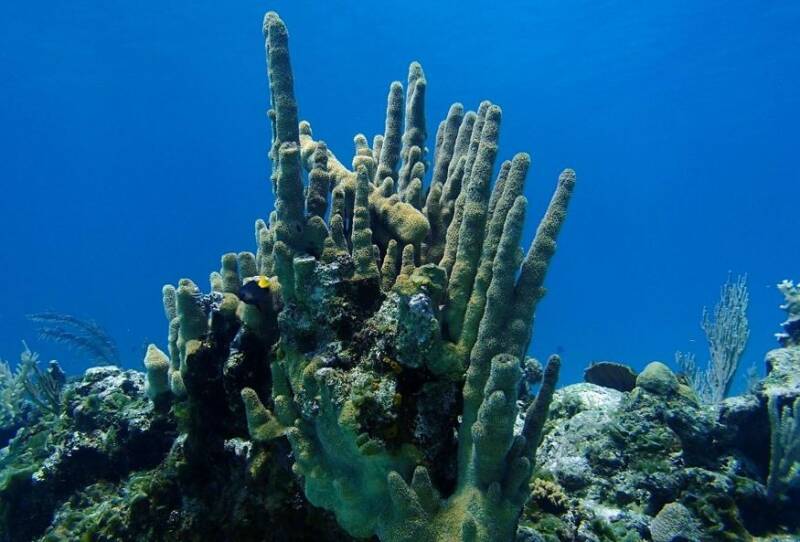 Natuur Nature koraal coral underwater coral reef koraalrif Duiken diving Snorkelen snorkeling Aruba Bonaire Curacao ABC eilanden Islands Nederlandse Antillen Dutch Antilles caribbean reef fish tropische vissen