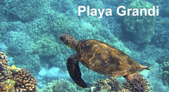 zeeschildpad zwemmend bij Playa Grandi Playa Piscado Curacao