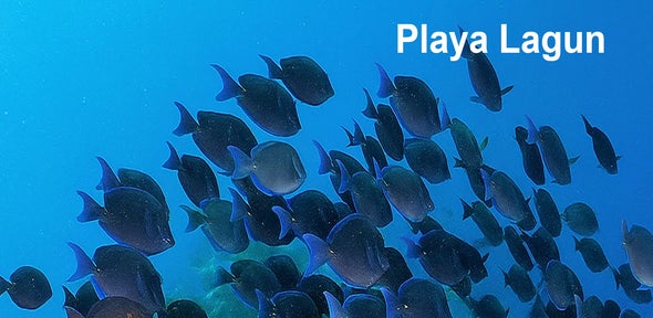 snorkelen op Curacao bij Playa Lagun een grote scool zwerm doktersvissen Blue Tang