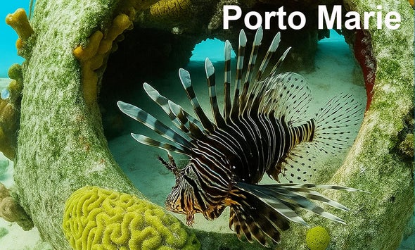 Snorkelen Porto Marie. Lionfish die de betonnen bal gebruikt als schuilplaats onderwater snorkelen
