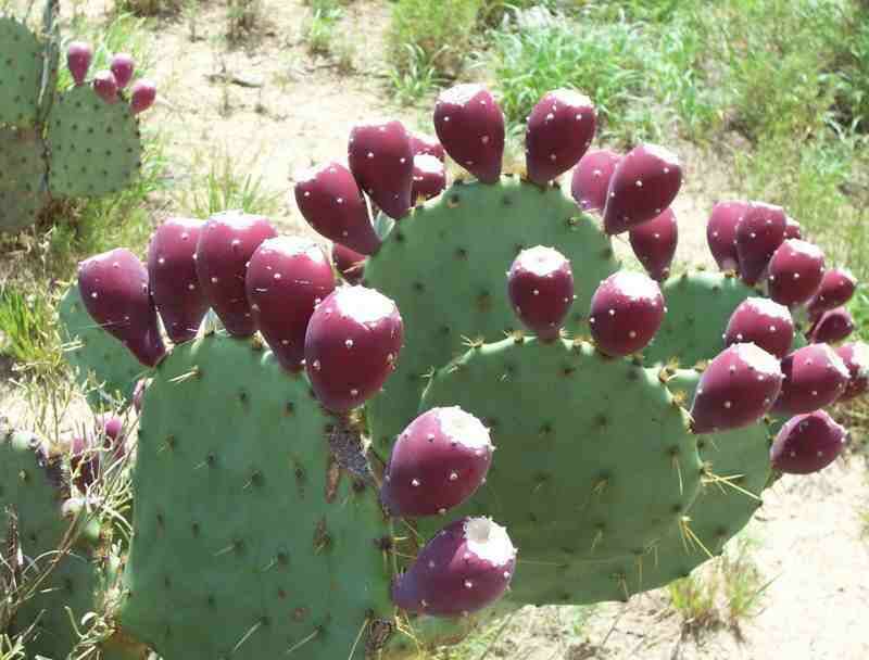 Vijgcactus / Prickly pear. Opuntia Natuur Nature cactus cacti Aruba Bonaire Curacao ABC eilanden Islands Nederlandse Antillen Dutch Antilles