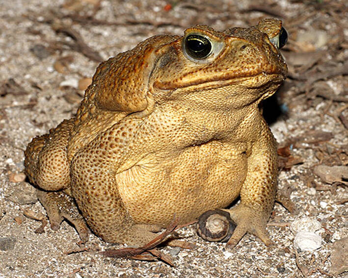 Natuur Nature amfibieën amphibians Aruba Bonaire Curacao ABC eilanden Islands Nederlandse Antillen Dutch AntillesReuzenpad Rhinella marina/Cane toad