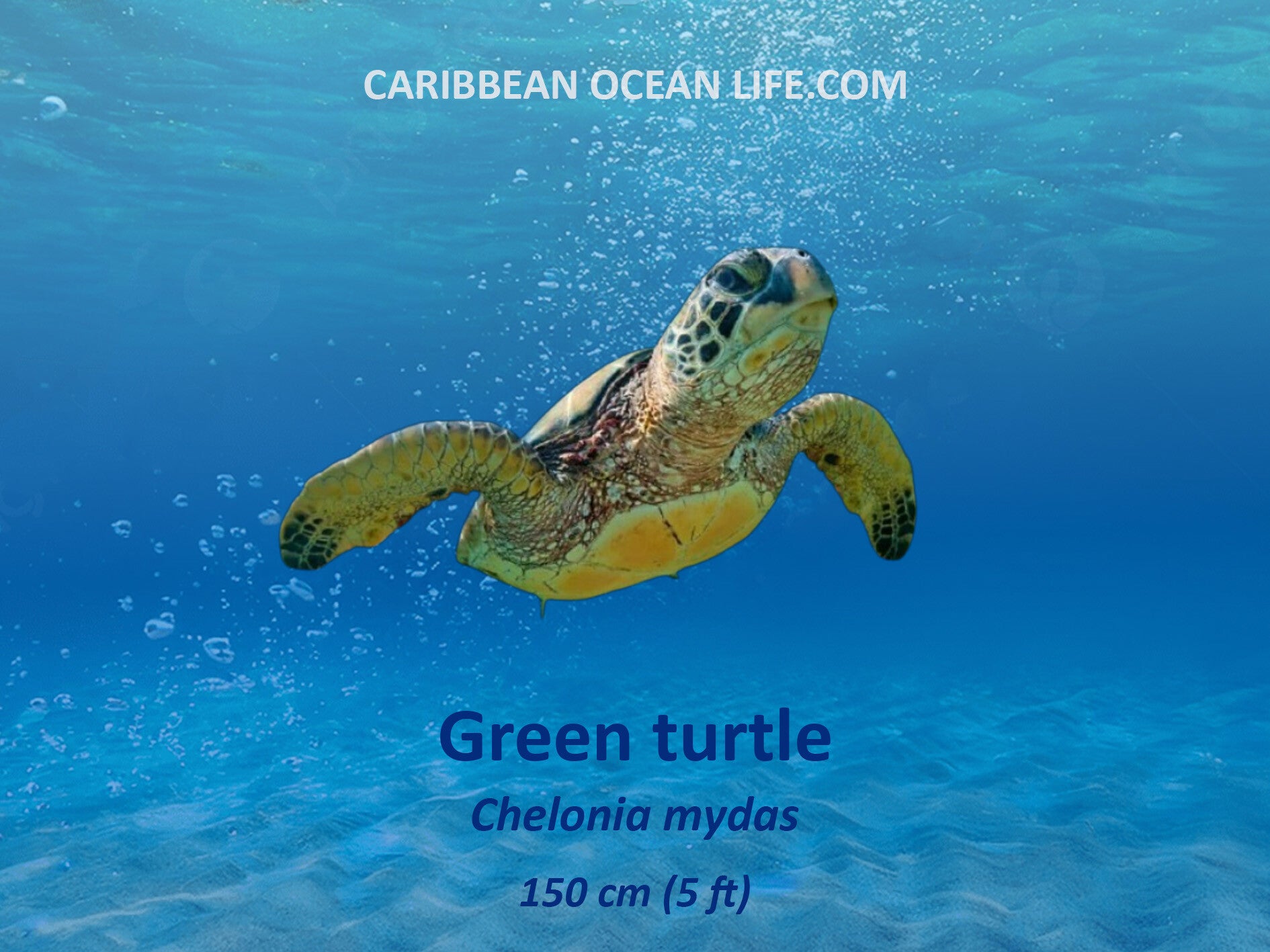 zzeschildpad Natuur Nature  koraal coral underwater coral reef koraalrif Duiken diving Snorkelen snorkeling Aruba Bonaire Curacao ABC eilanden Islands Nederlandse Antillen Dutch Antilles caribbean reef fish tropische vissen
