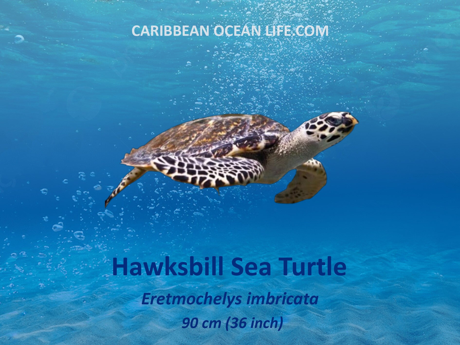 zeeschildpad Natuur Nature  koraal coral underwater coral reef koraalrif Duiken diving Snorkelen snorkeling Aruba Bonaire Curacao ABC eilanden Islands Nederlandse Antillen Dutch Antilles caribbean reef fish tropische vissen