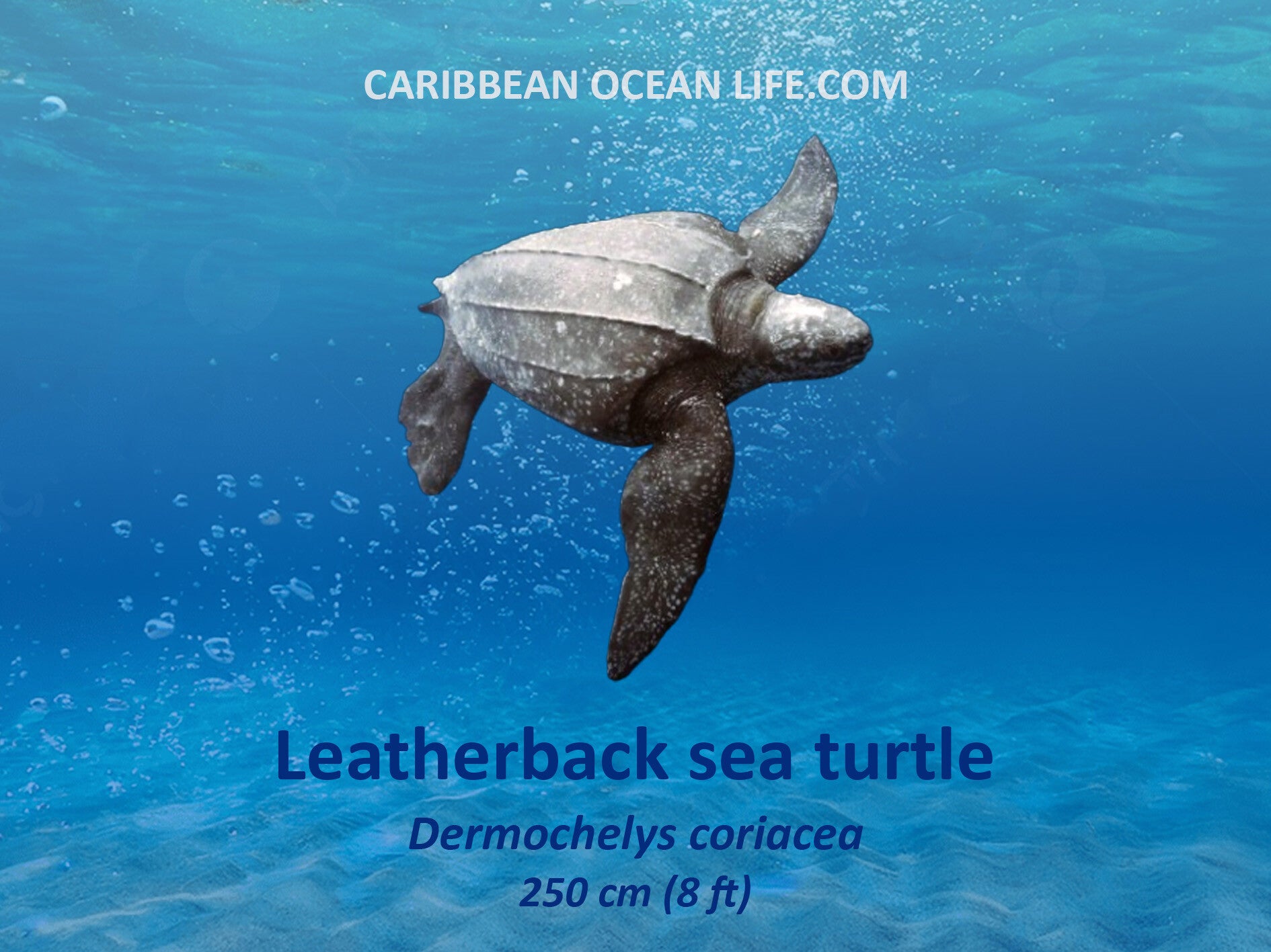 zeeschildpadden Natuur Nature  koraal coral underwater coral reef koraalrif Duiken diving Snorkelen snorkeling Aruba Bonaire Curacao ABC eilanden Islands Nederlandse Antillen Dutch Antilles caribbean reef fish tropische vissen