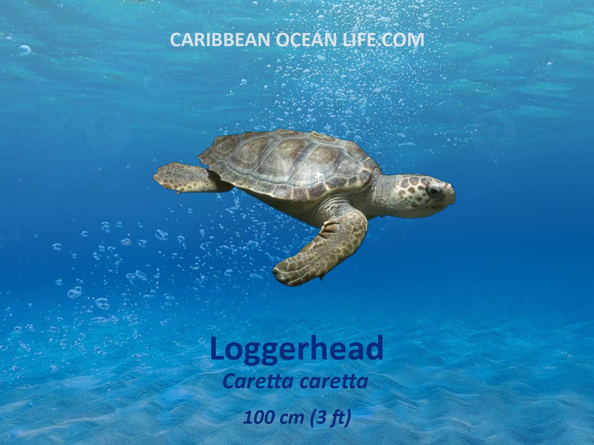 Loggerhead Natuur Nature  koraal coral underwater coral reef koraalrif Duiken diving Snorkelen snorkeling Aruba Bonaire Curacao ABC eilanden Islands Nederlandse Antillen Dutch Antilles caribbean reef fish tropische vissen