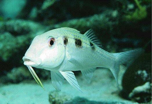 Baardvis / Spotted Goatfish  Pseudupeneus maculatusNatuur Nature  koraal coral underwater coral reef koraalrif Duiken diving Snorkelen snorkeling Aruba Bonaire Curacao ABC eilanden Islands Nederlandse Antillen Dutch Antilles caribbean reef fish tropische 