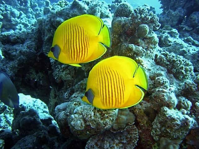 Koraalvlinders / Butterflyfish Chaetodontidae Natuur Nature koraal coral underwater coral reef koraalrif Duiken diving Snorkelen snorkeling Aruba Bonaire Curacao ABC eilanden Islands Nederlandse Antillen Dutch Antilles caribbean reef fish tropische visse