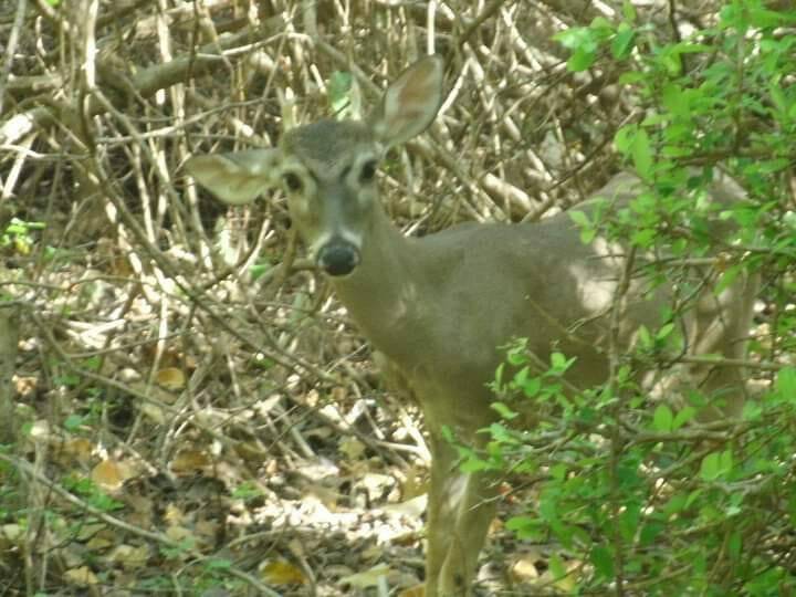 zoogdieren mammals Aruba Bonaire Curacao ABC eilanden Islands Nederlandse Antillen Dutch Antilles Caraïben Curaçaose witstaarthert /White-tailed deer / Bina Odocoileus virginianus curassavicus